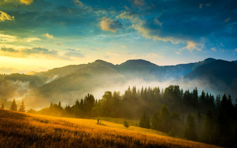Carpathian wood