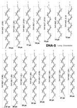 DNA-S Vertical
